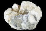 Fossil Clam With Fluorescent Calcite Crystals - Ruck's Pit, FL #175662-1